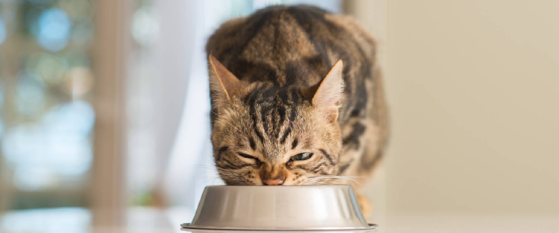 Buy can cats eat cooked meat Deals, image size:1920x800