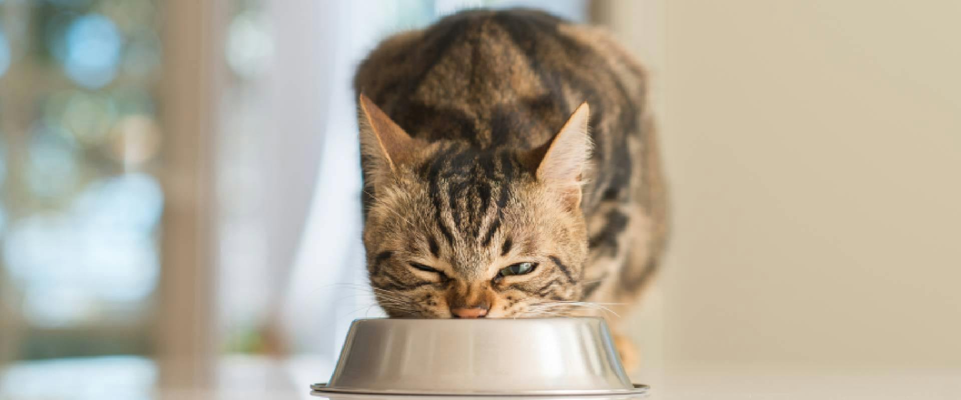 Cooked Cat Meat