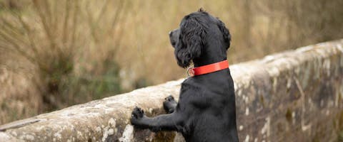 black dog looking over a wall