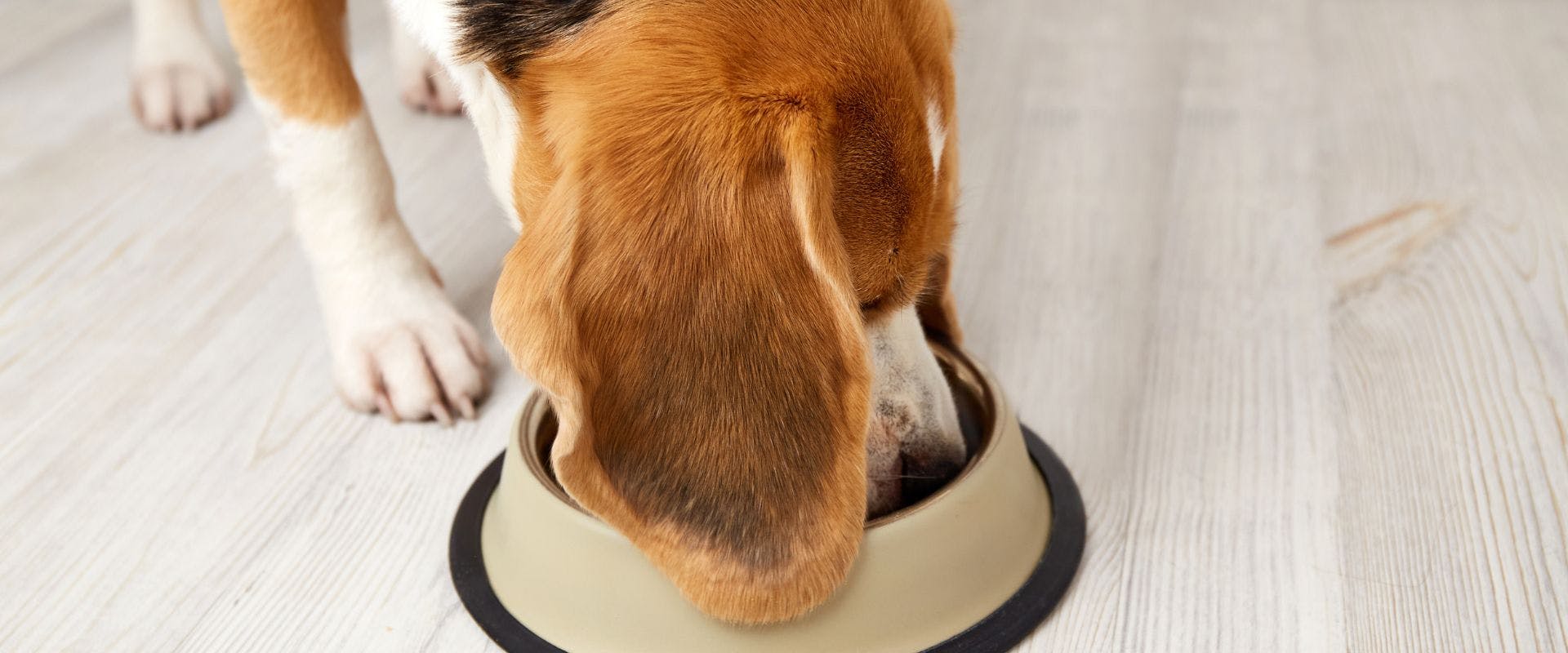 Beagle eating from bowl