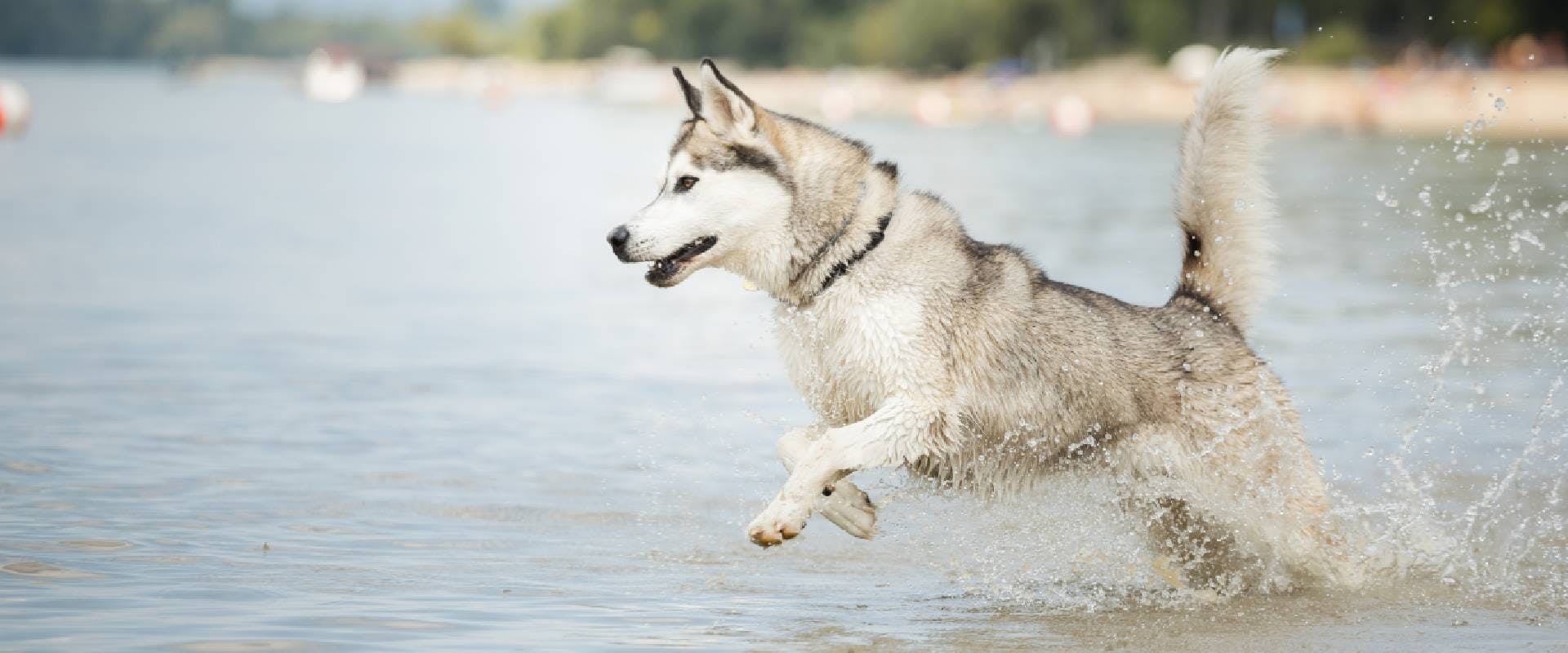 Husky running through water