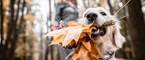 A Golden Retriever in a forest, a pile of leaves and sticks in his mouth