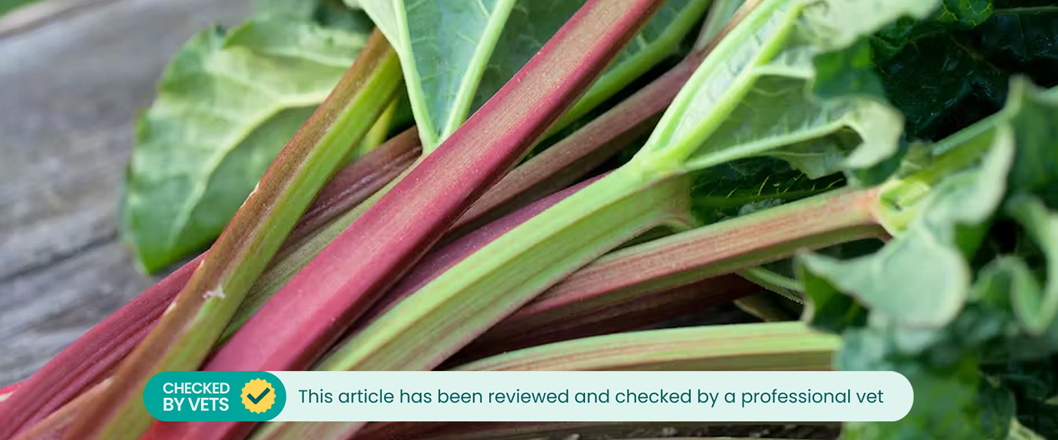 Rhubarb stalks