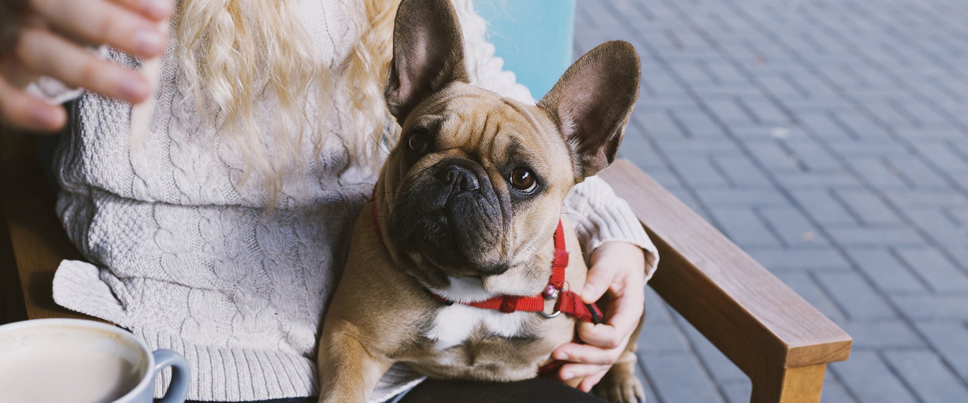 A French Bulldog sitting on the lap of a woman, who is sitting down at a cafe