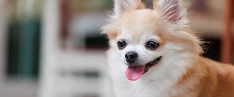 A cute Chihuahua puppy