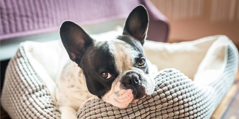 Black and white bulldog lying in a dog bed