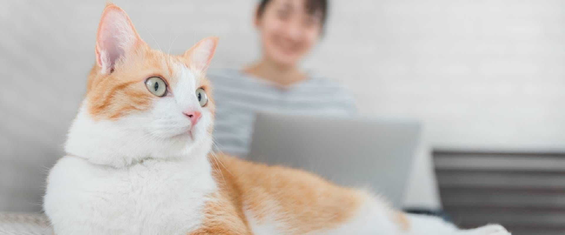 White and ginger cat with a person on a laptop in the background