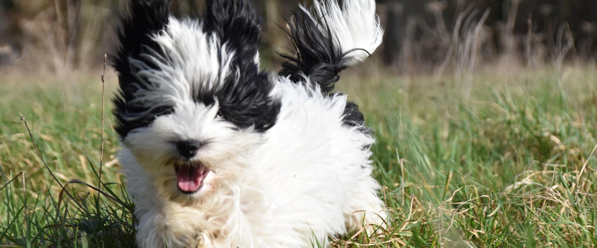 A fluffy black and white Havanese running through a field