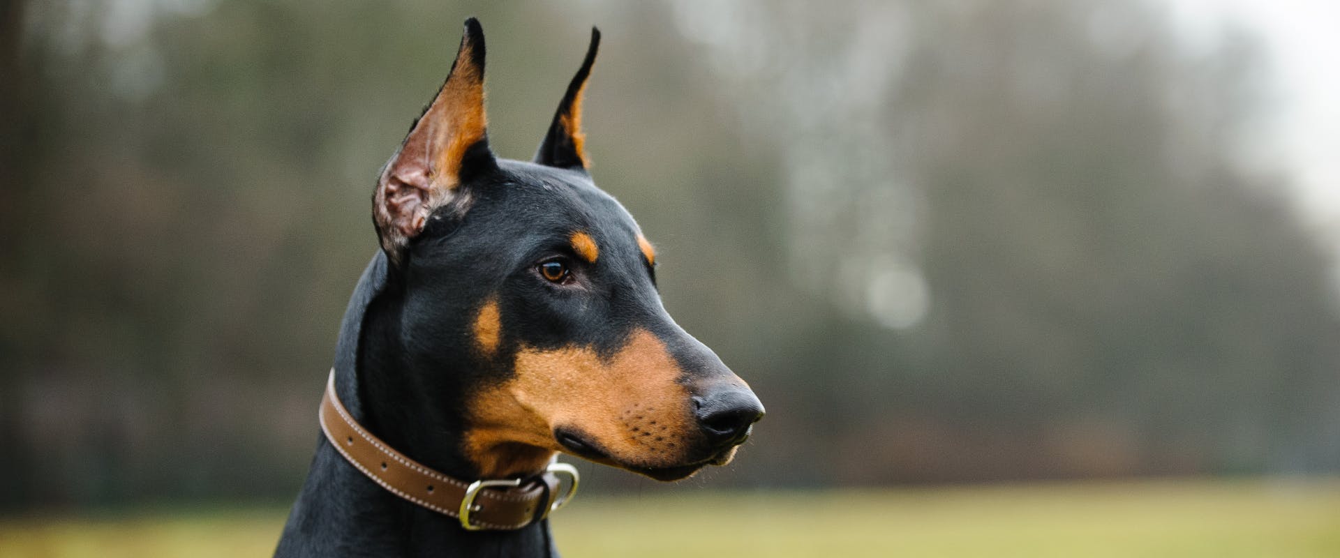 doberman sitting in a park with a brown collar on