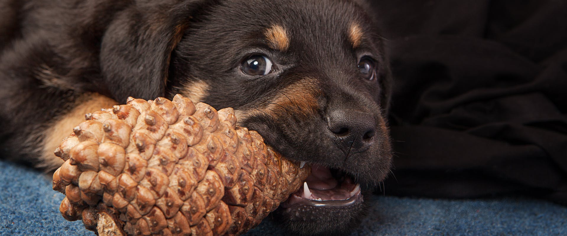 A puppy chews on a pine cone.
