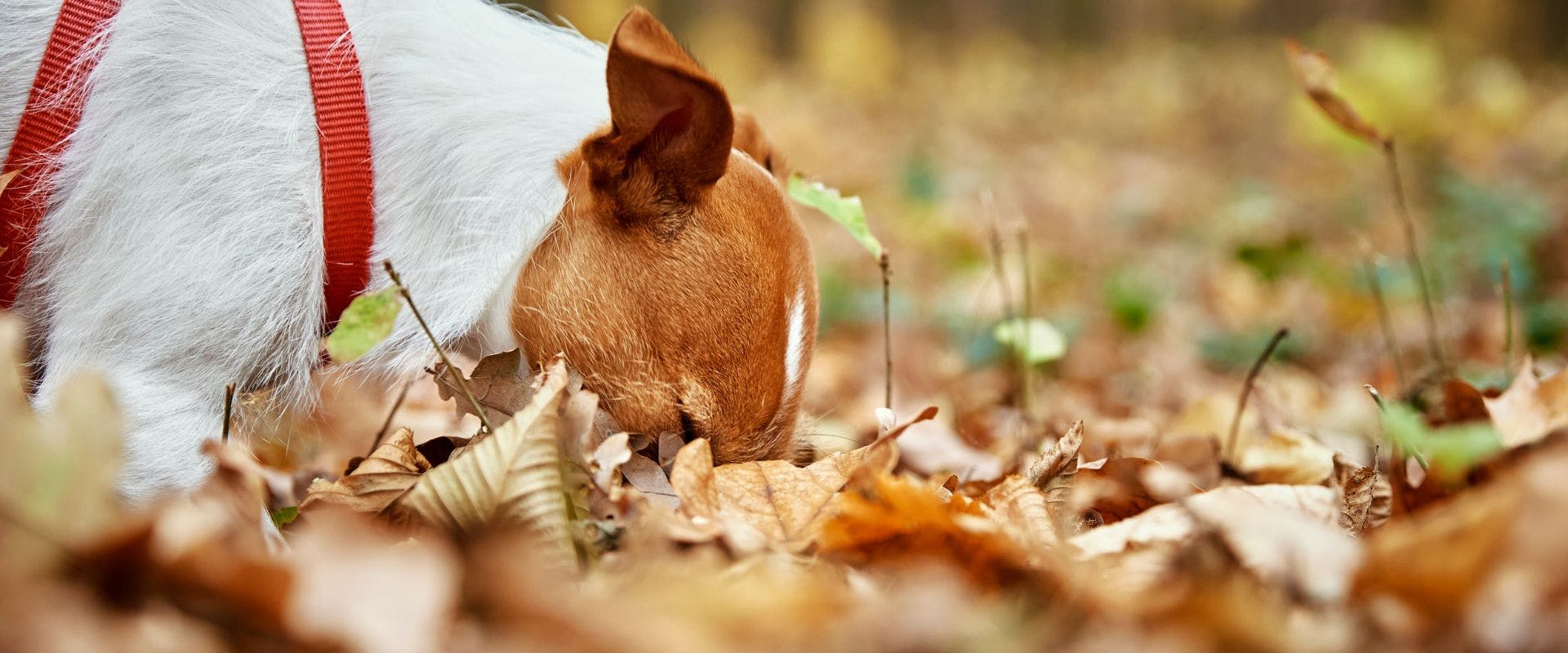 Jack Russell sniffing in the leaves 