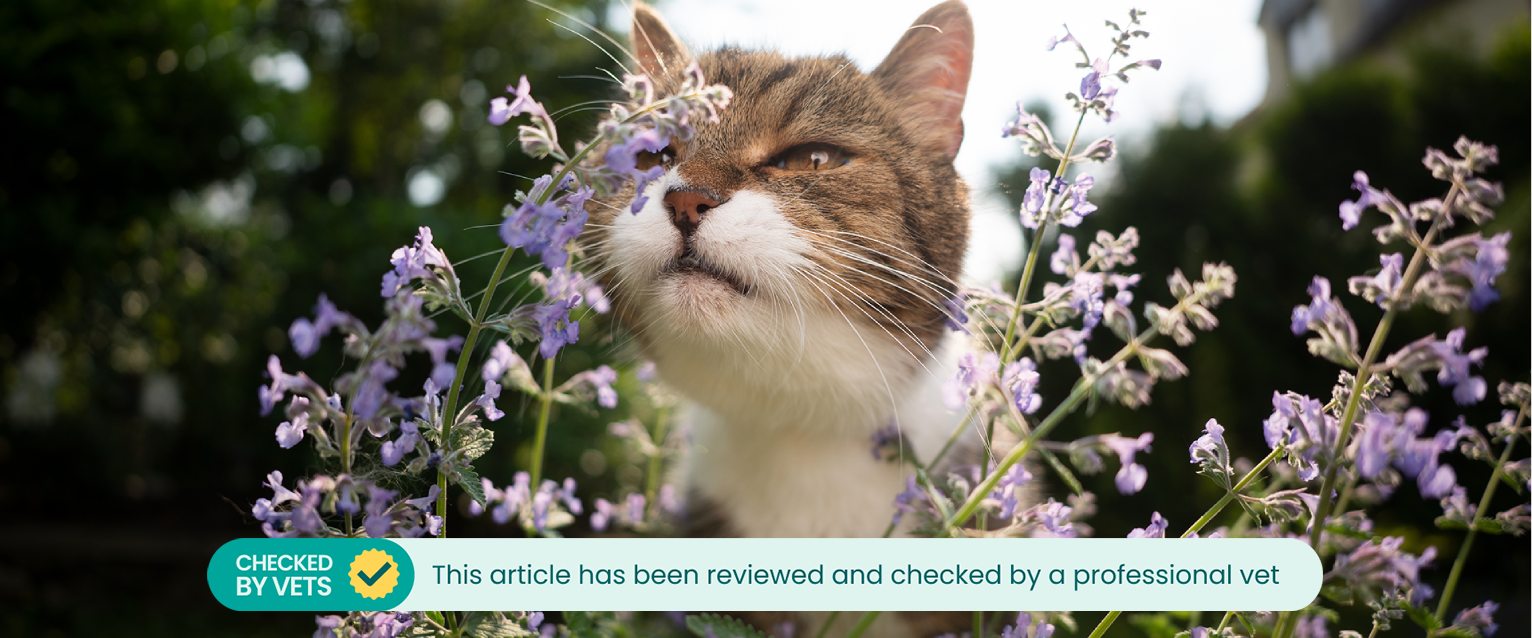 A cat sniffing a wild catnip plant