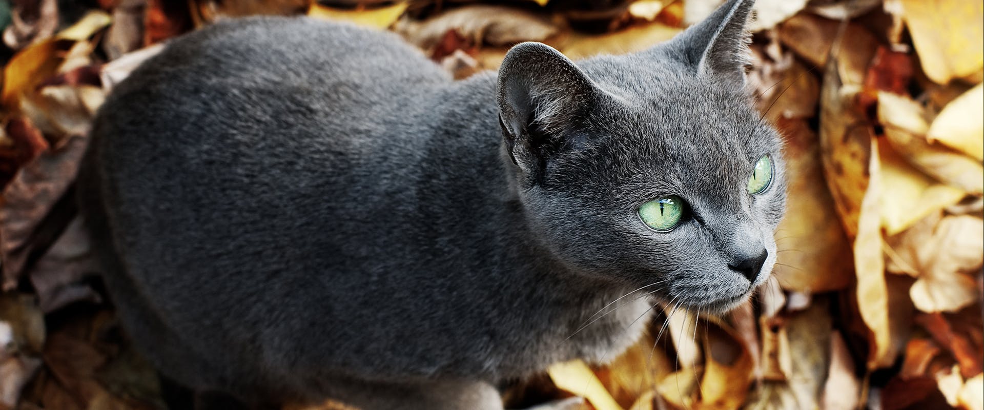 A Russian Blue in a pounce position, sitting on top of a pile of autumn leaves