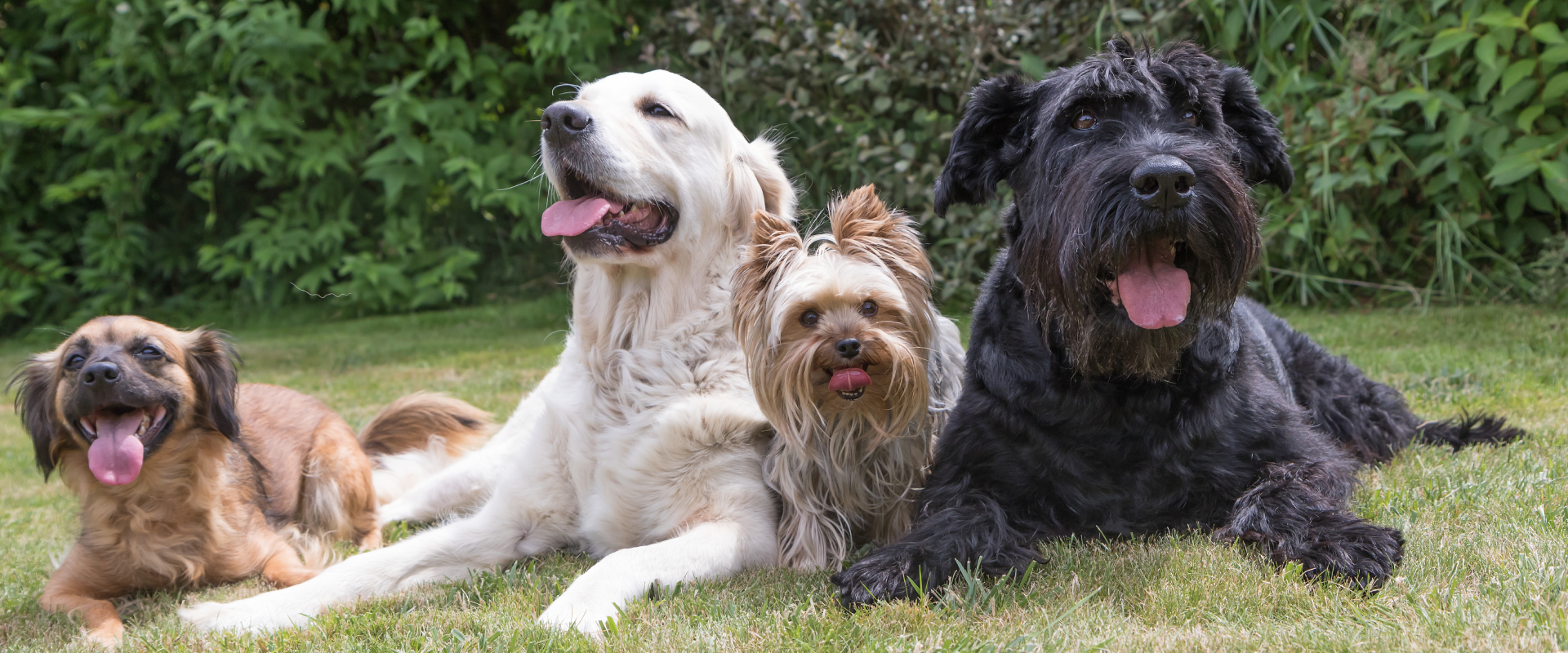 A group of dogs relax in a dog park.