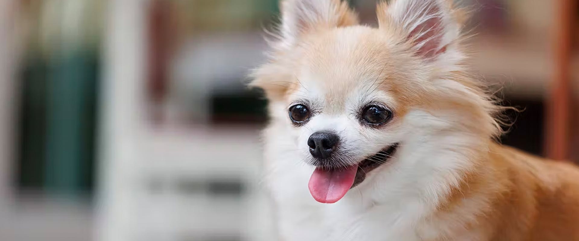 A Chihuahua dog