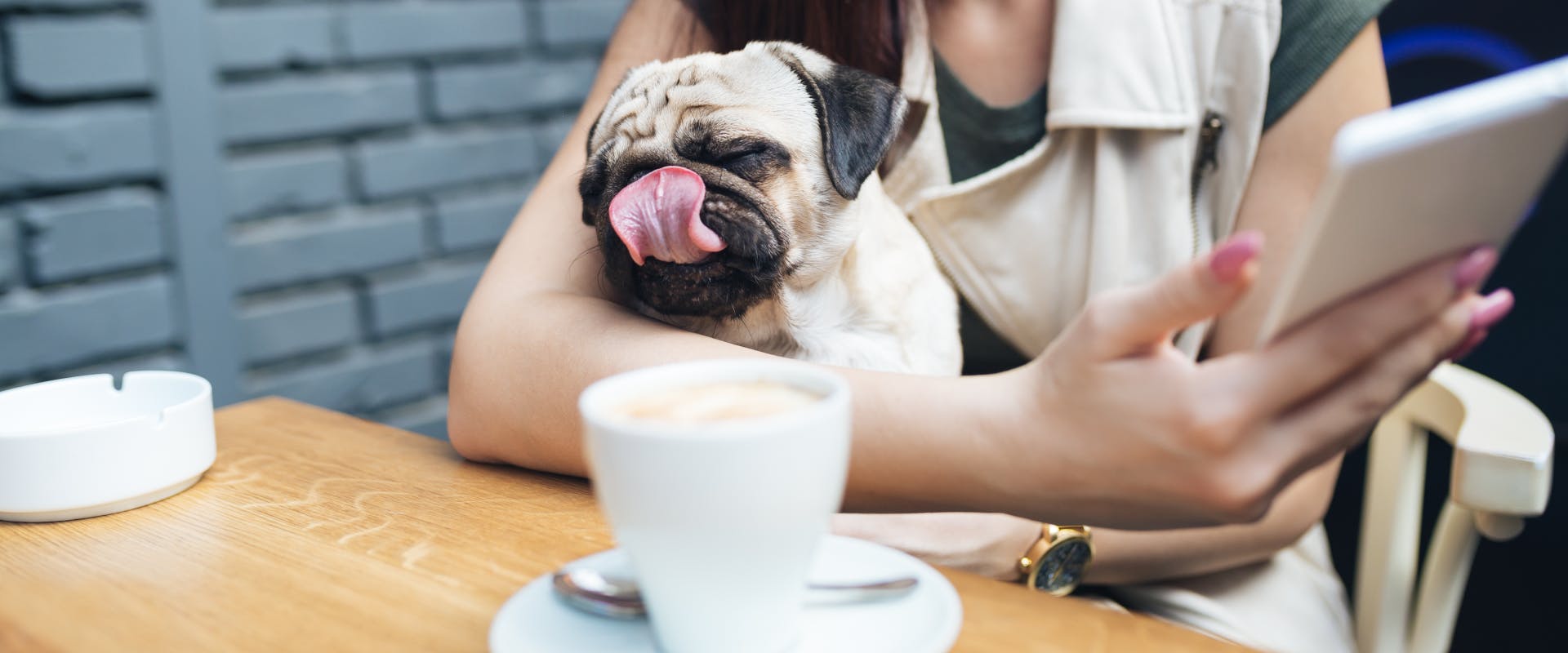 a pug licking its nose whilst on its owners lap in an outdoor seating area