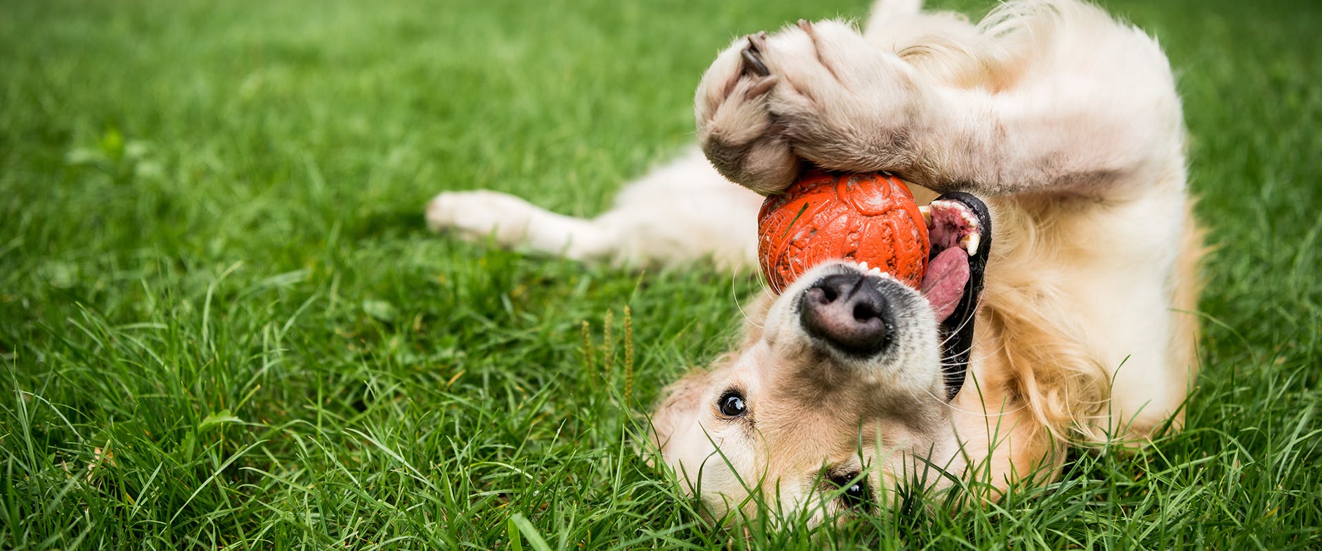 A Golden Retriever dog laying in the grass, playing with a dog toy treat dispenser 