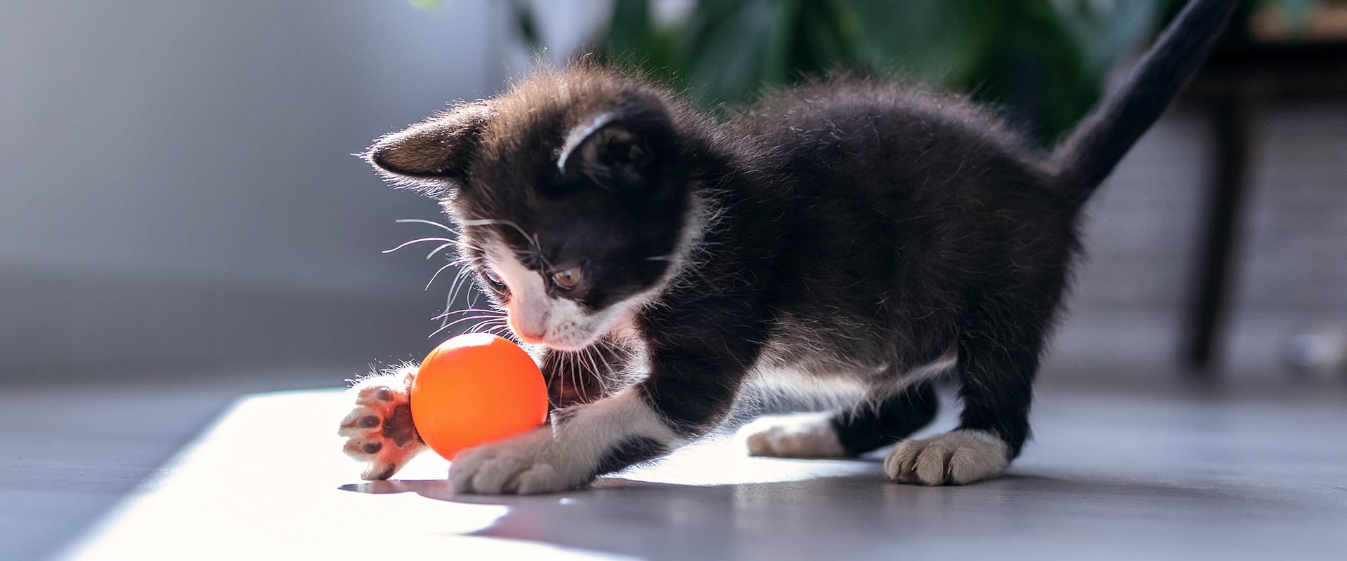 Tuxedo cat names - a cute black and white kitten playing with an orange ball