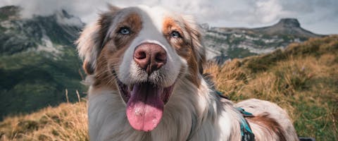 A cute Australian Shepherd dog standing in front of mountains