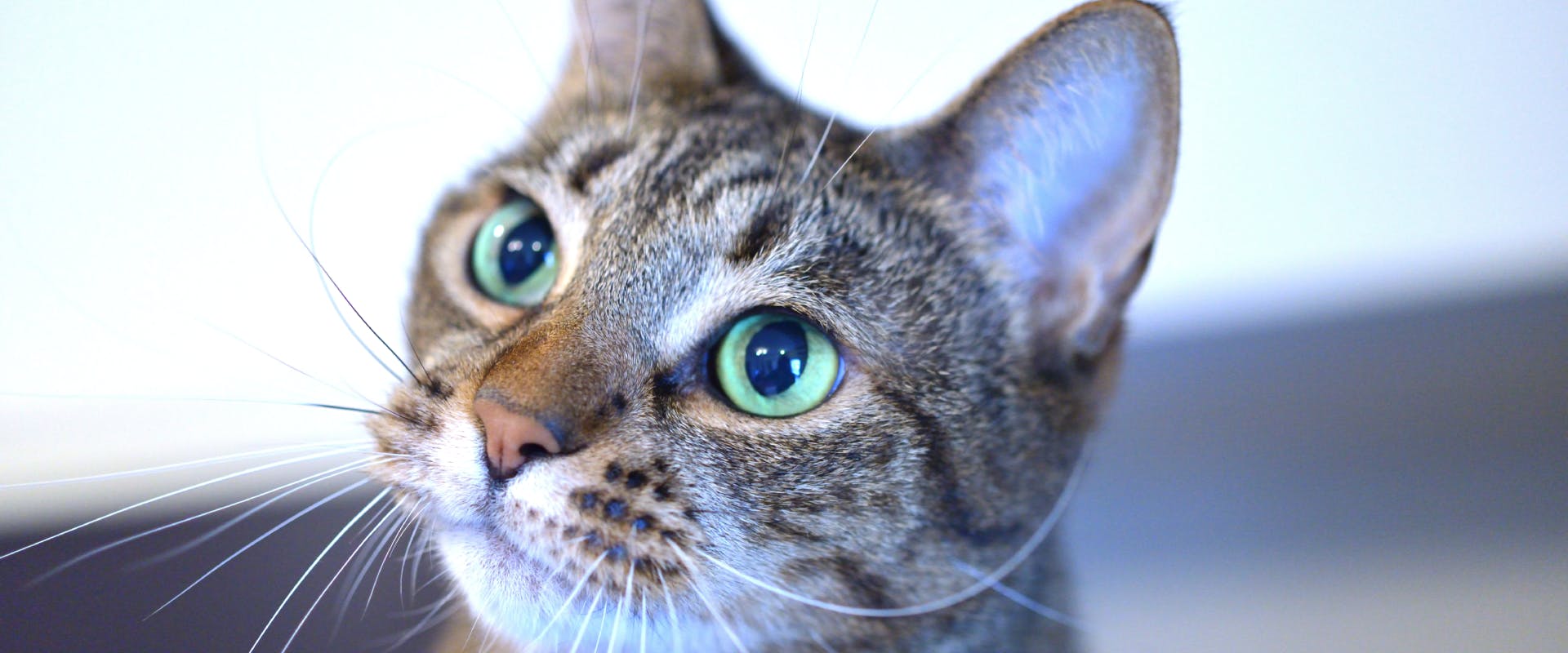 A tabby cat with dilated pupils.