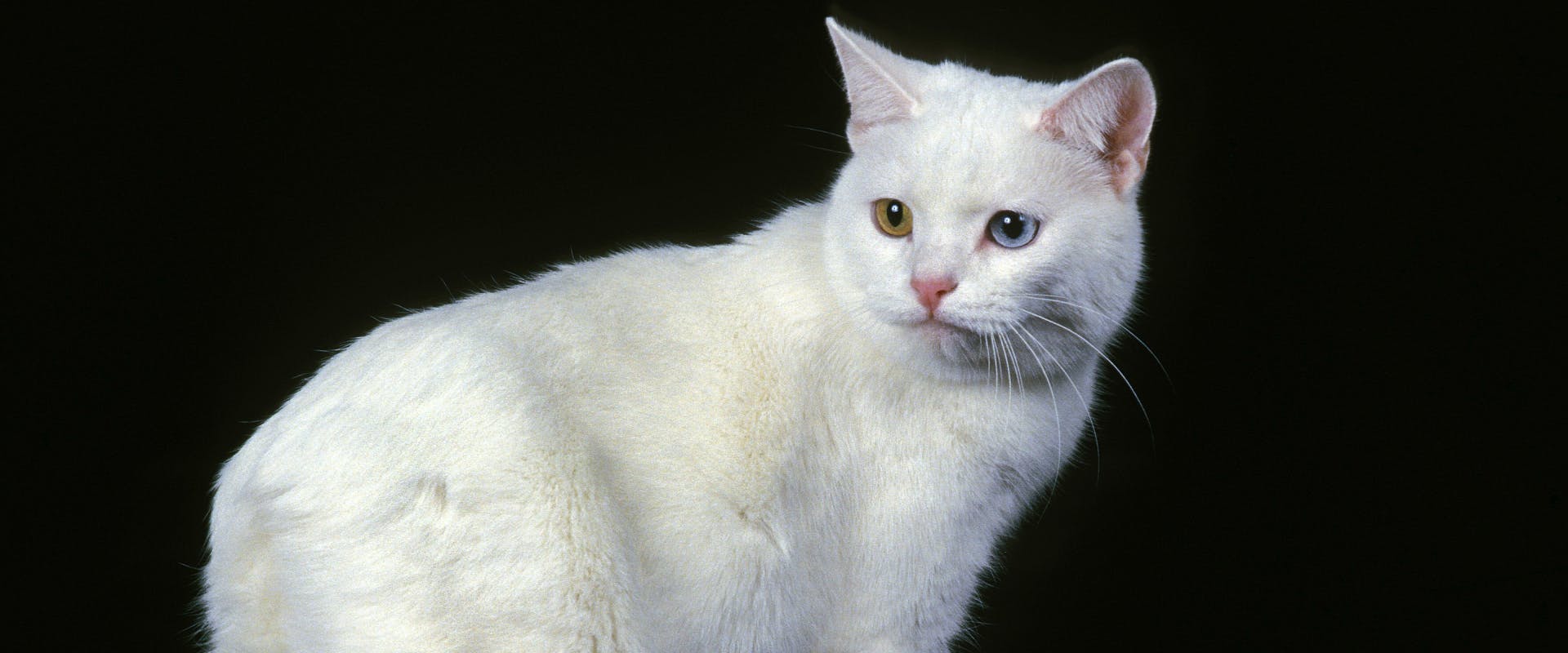 white short haired Manx cat