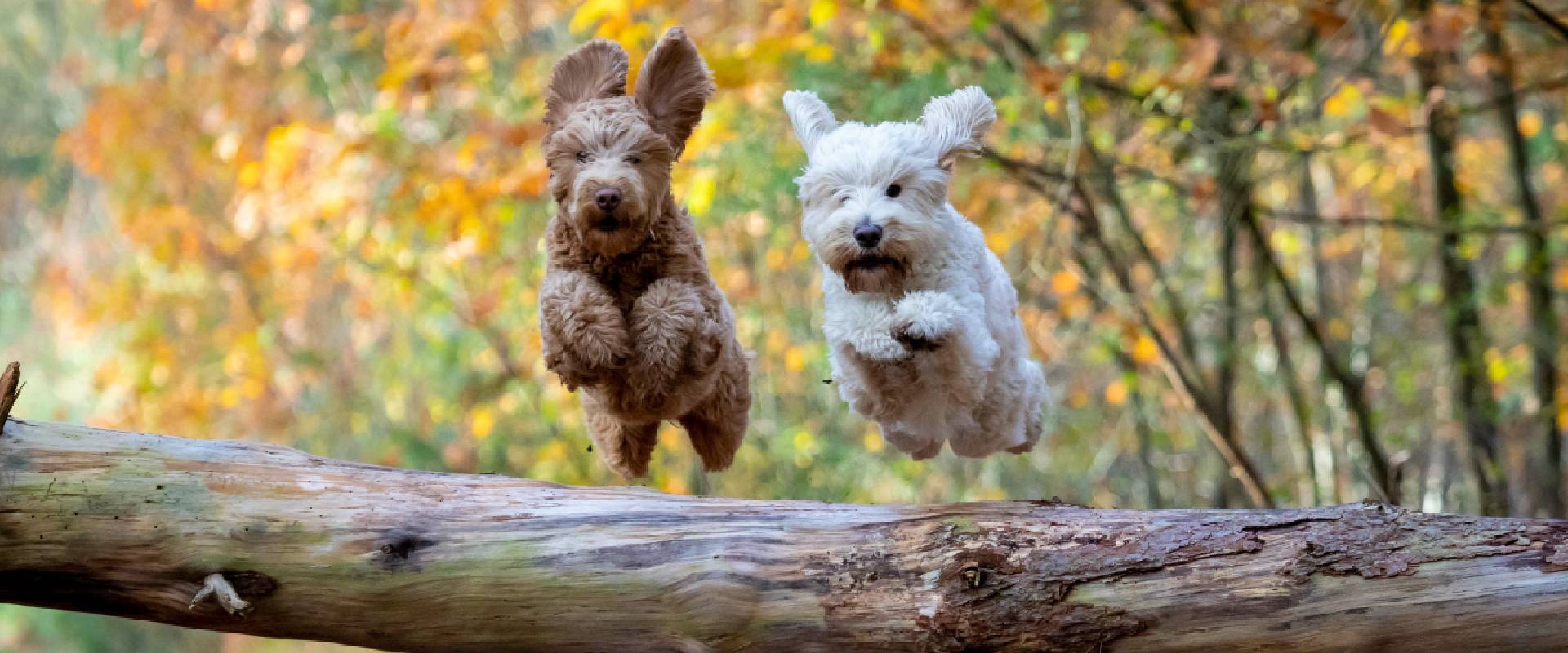 Two doodle dogs jumping over a tree