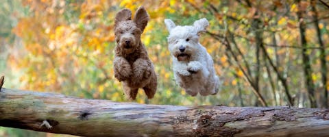 Two doodle dogs jumping over a tree