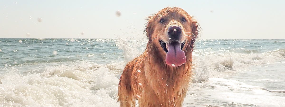 A Golden Retriever playing in the sea