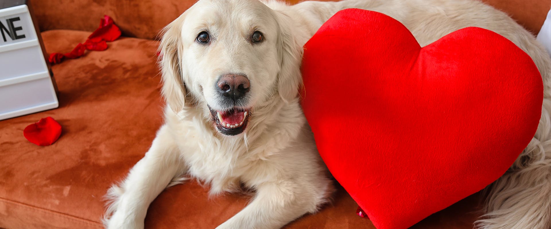 A happy looking Golden Retriever sitting on a sofa next to a large red heart-shaped cushion