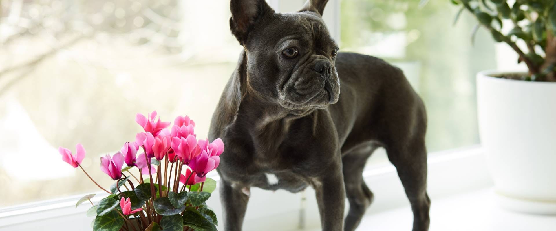 Are Cyclamen Plants Poisonous To Cats And Dogs