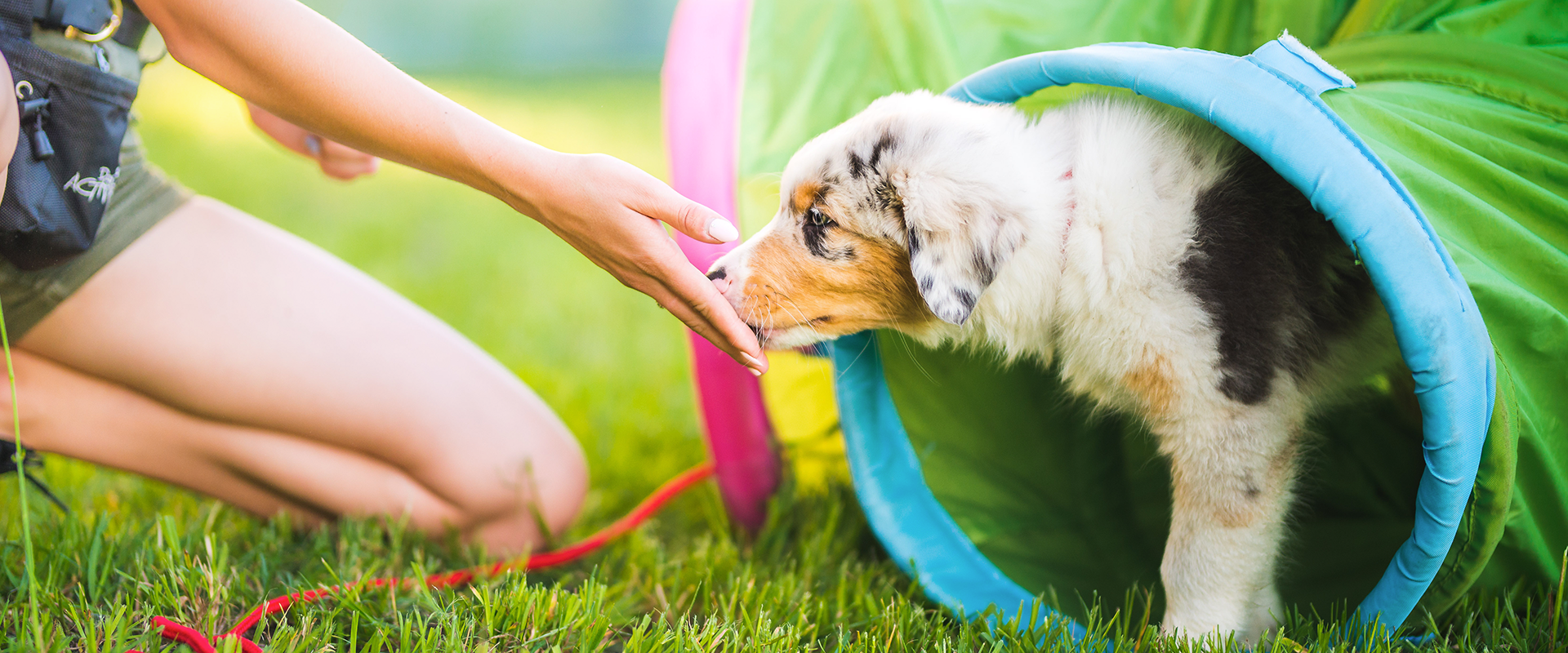 A woman training a puppy 