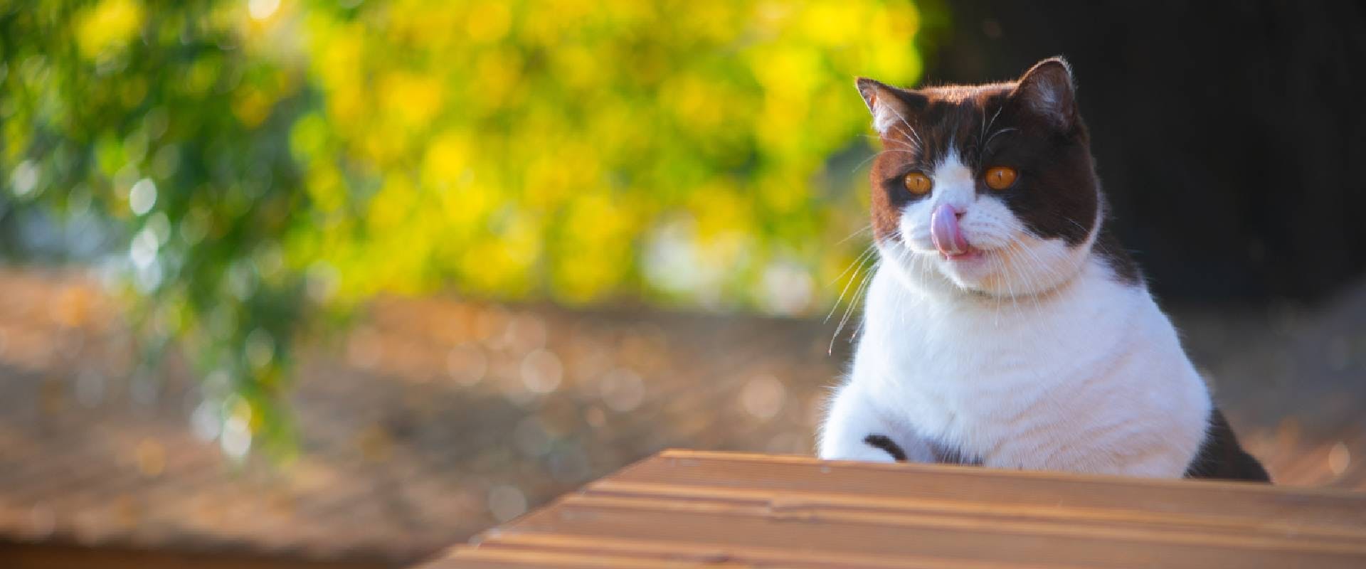 British Shorthair cat with mouth open licking lips while on wooden home terrace
