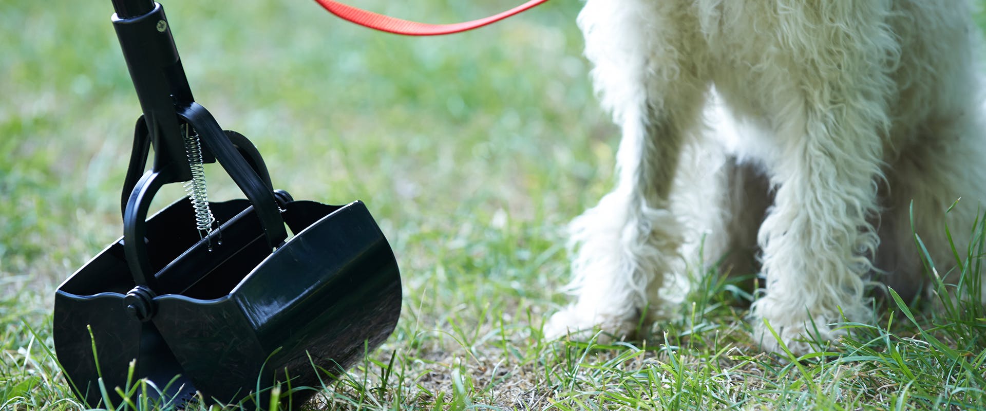 A person using a dog pooper scooper, a small white dog standing to the side