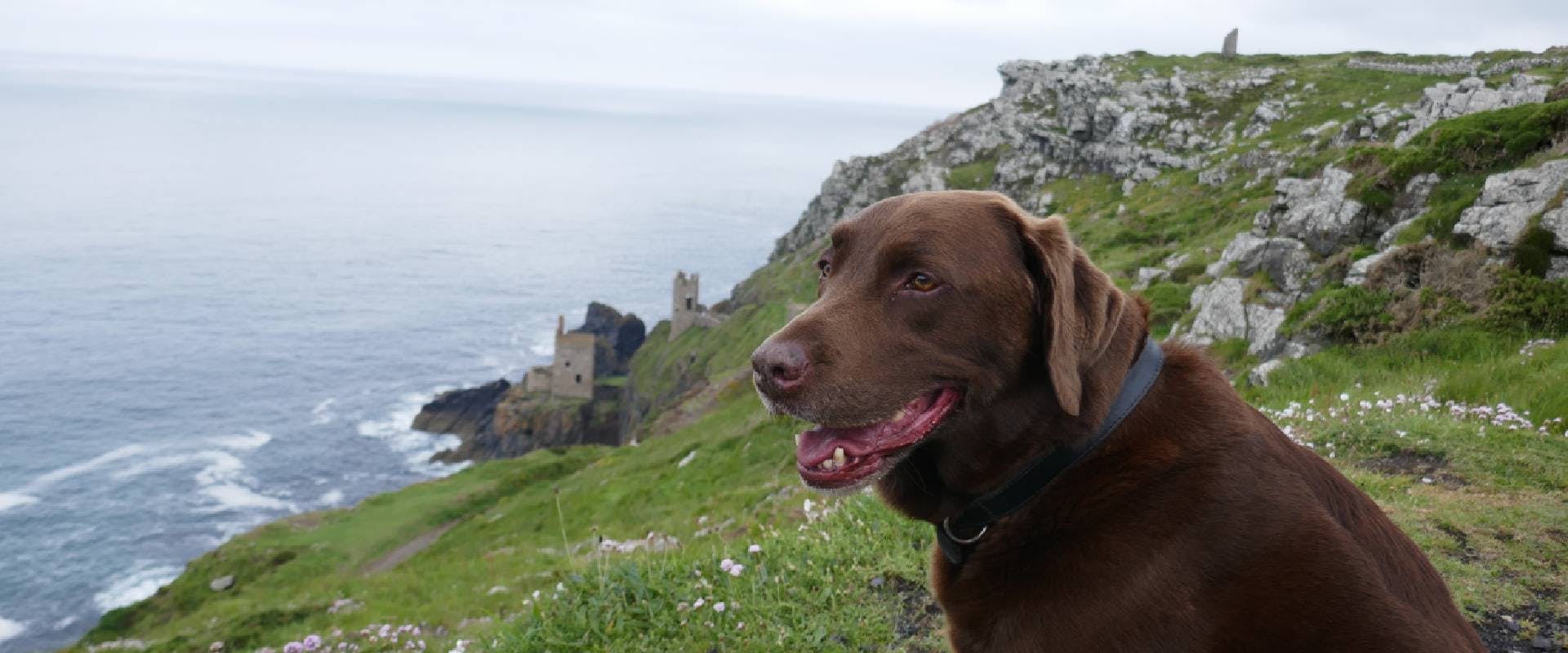 Dog in St. Ives