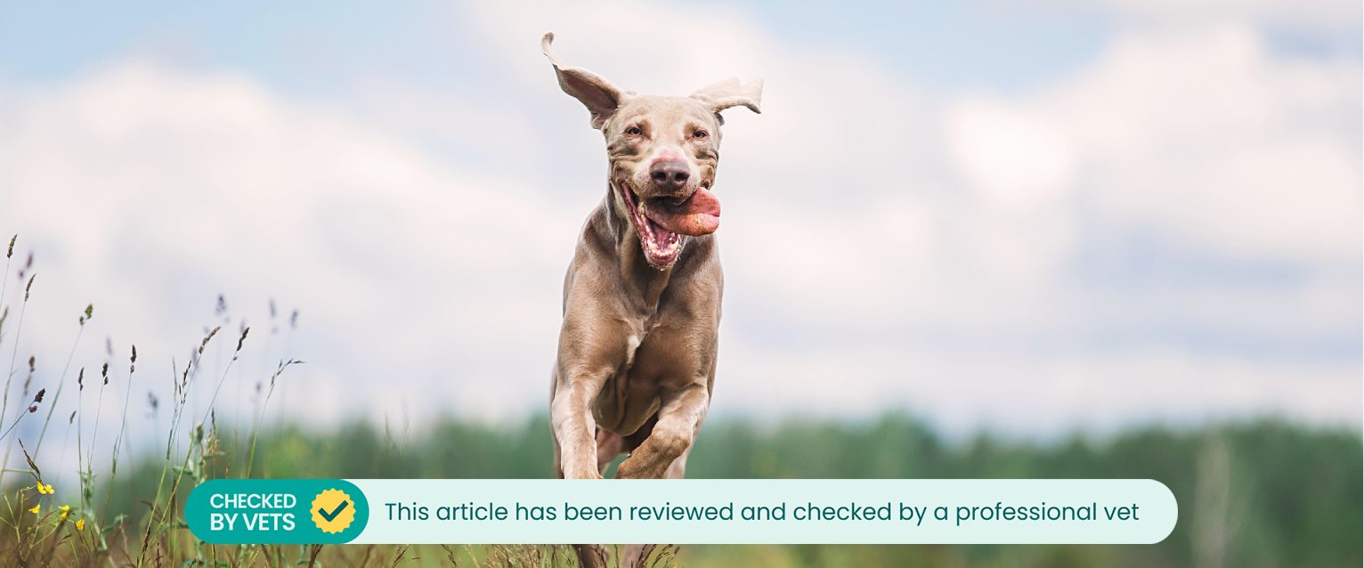 A dog running through a field.