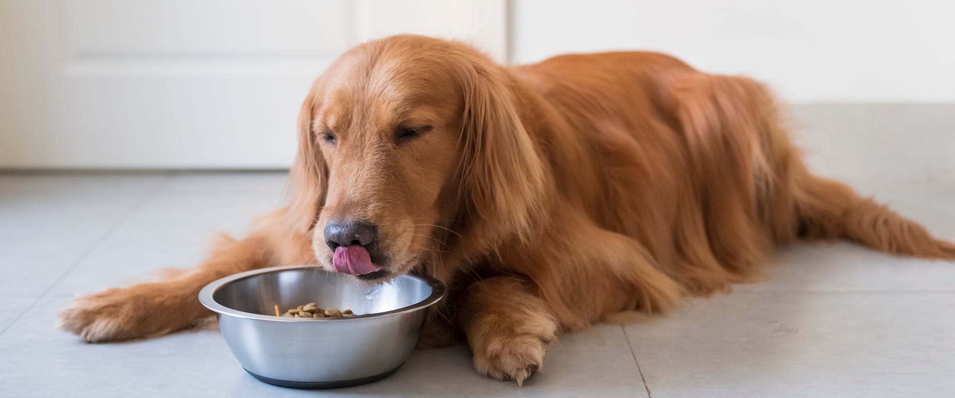 A dog sitting on a kitchen floor, eating from a stainless steel dog bowl