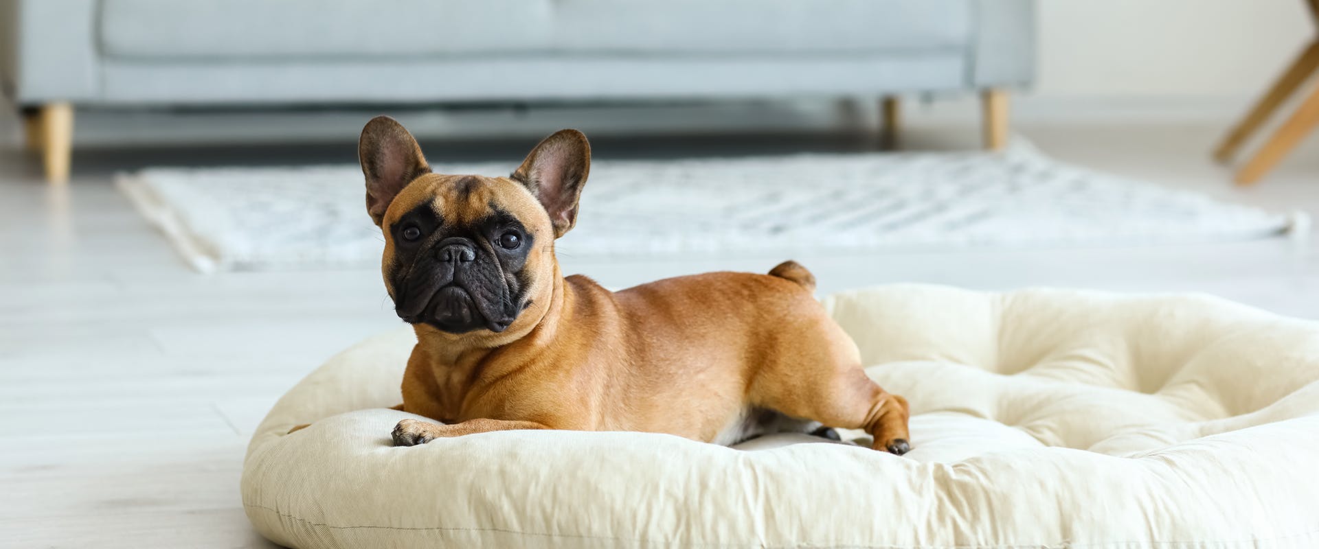 A French Bulldog sitting on a large dog bed in a living room