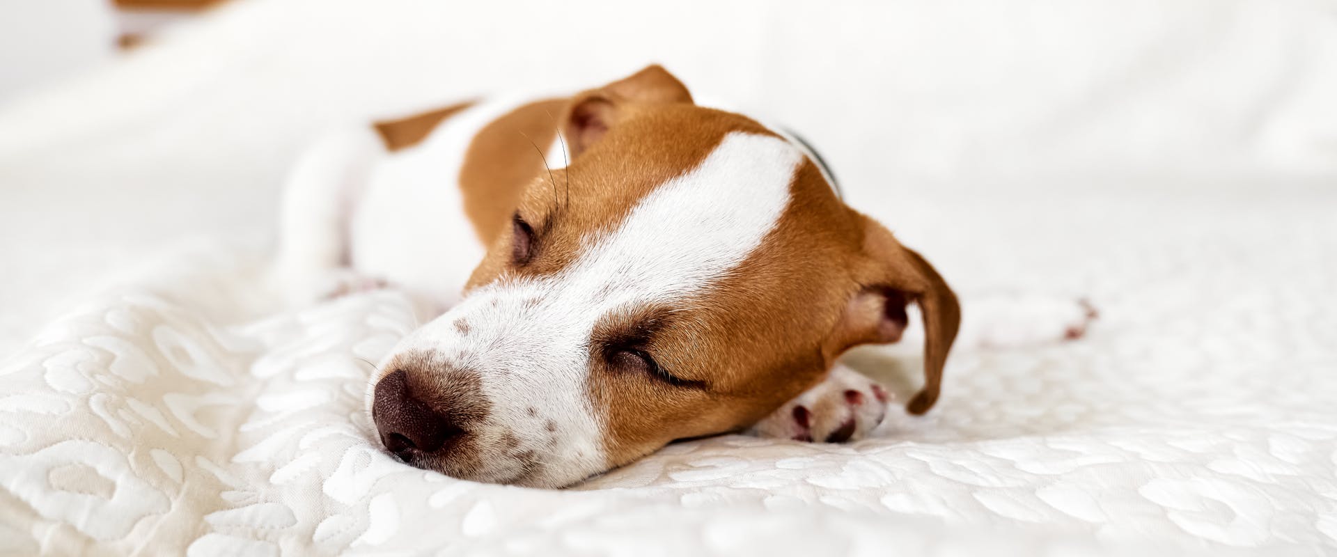 a small terrier sleeping on a soft white blanket