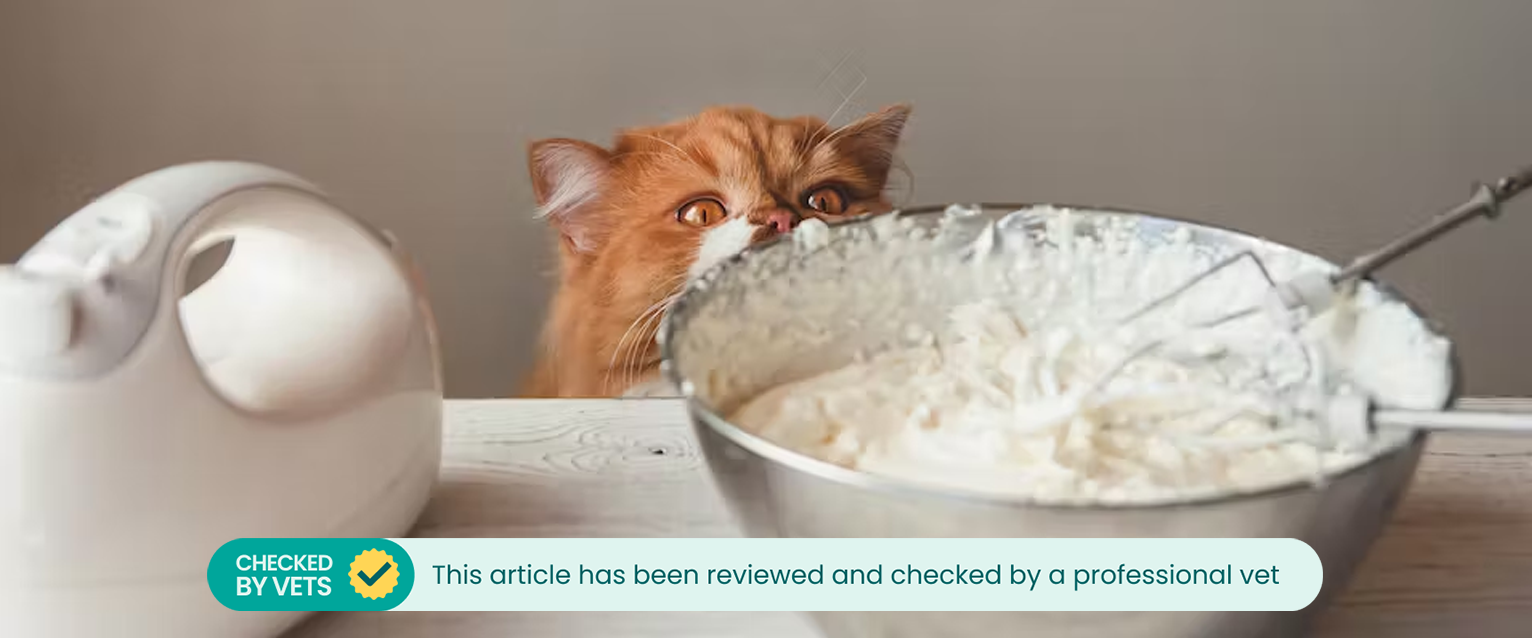 A fluffy ginger cat looking longingly at a large bowl of whipped cream