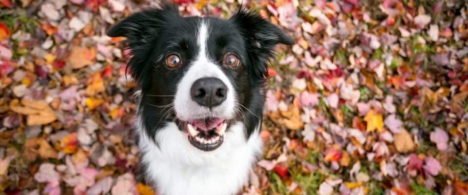 A Border Collie from above, standing on a pile of autumn leaves
