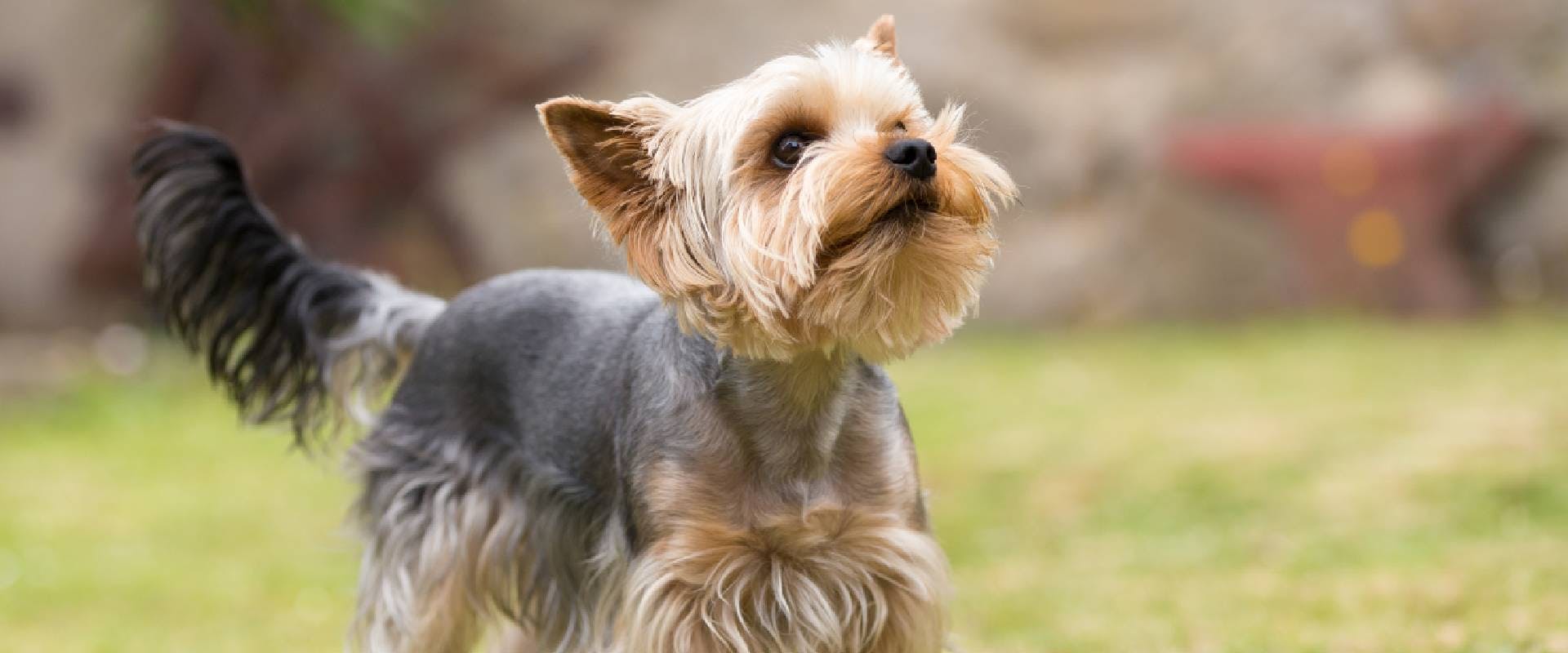 Yorkie with a kennel cut