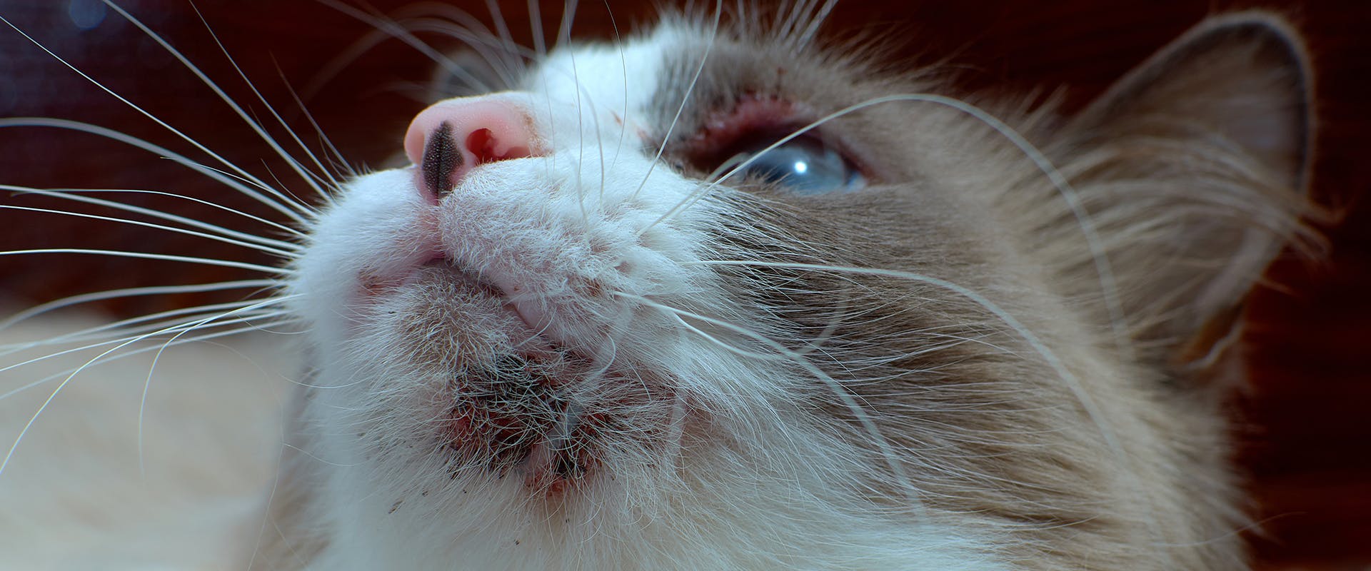 A close-up of a cat with cat chin acne