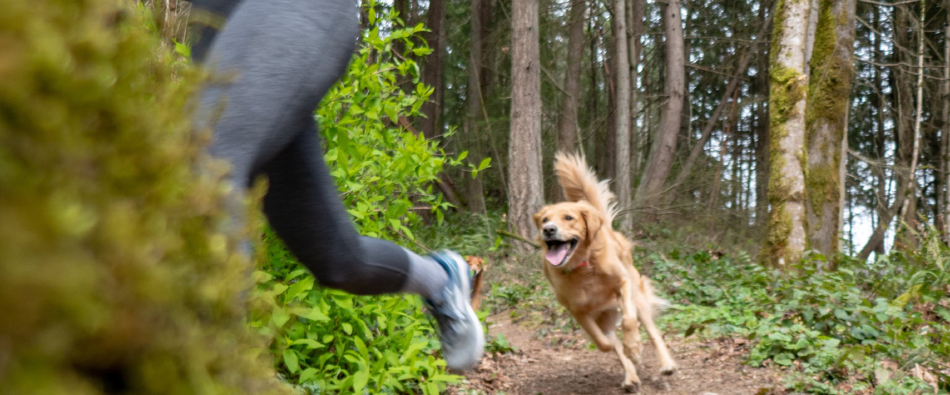 A dog chases its owner through the forest.