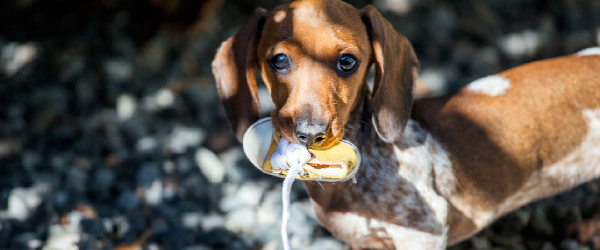 Dachshund puppy holding a dog shoe in their mouth