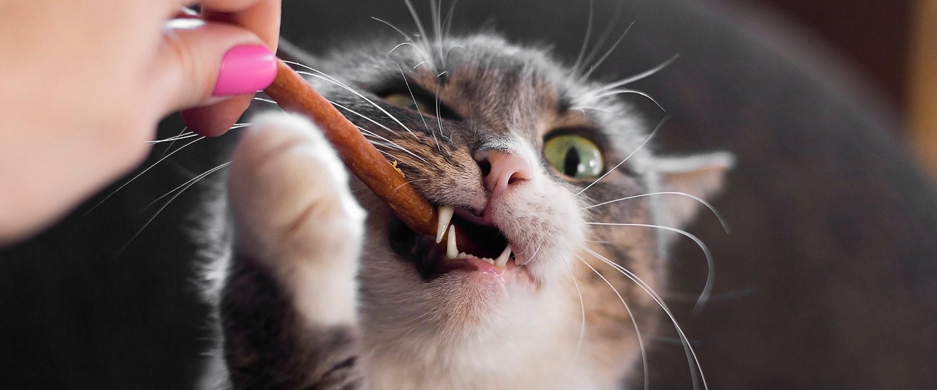 A cat chewing enthusiastically on a healthy cat treat