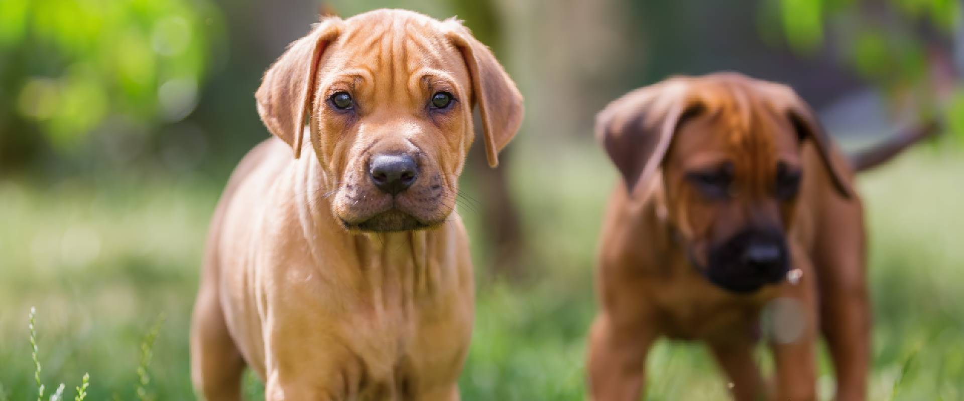 Rhodesian Ridgeback puppies