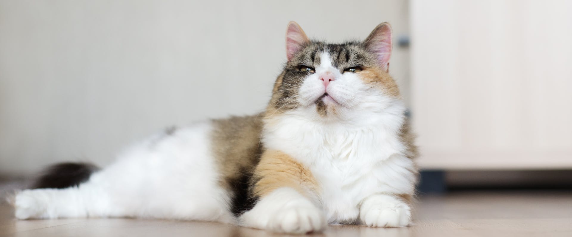 calico cat lying on a kitchen floor squinting