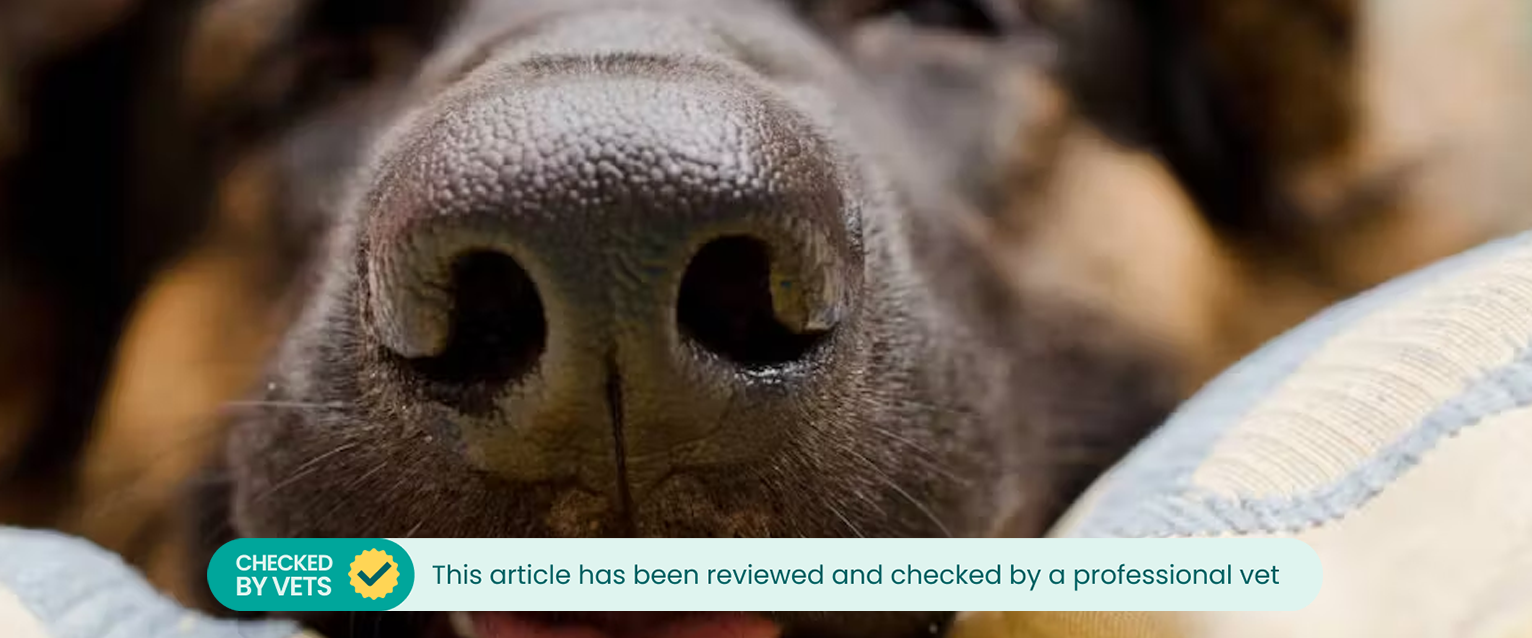 Close-up of a German Shepherd's nose