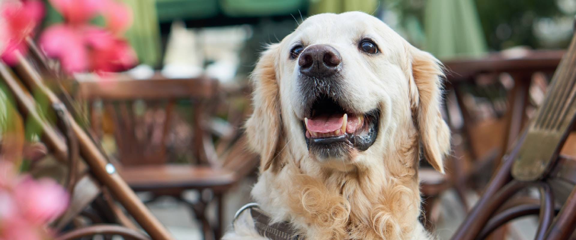 Close-up of a Golden Retriever in a dog-friendly bar