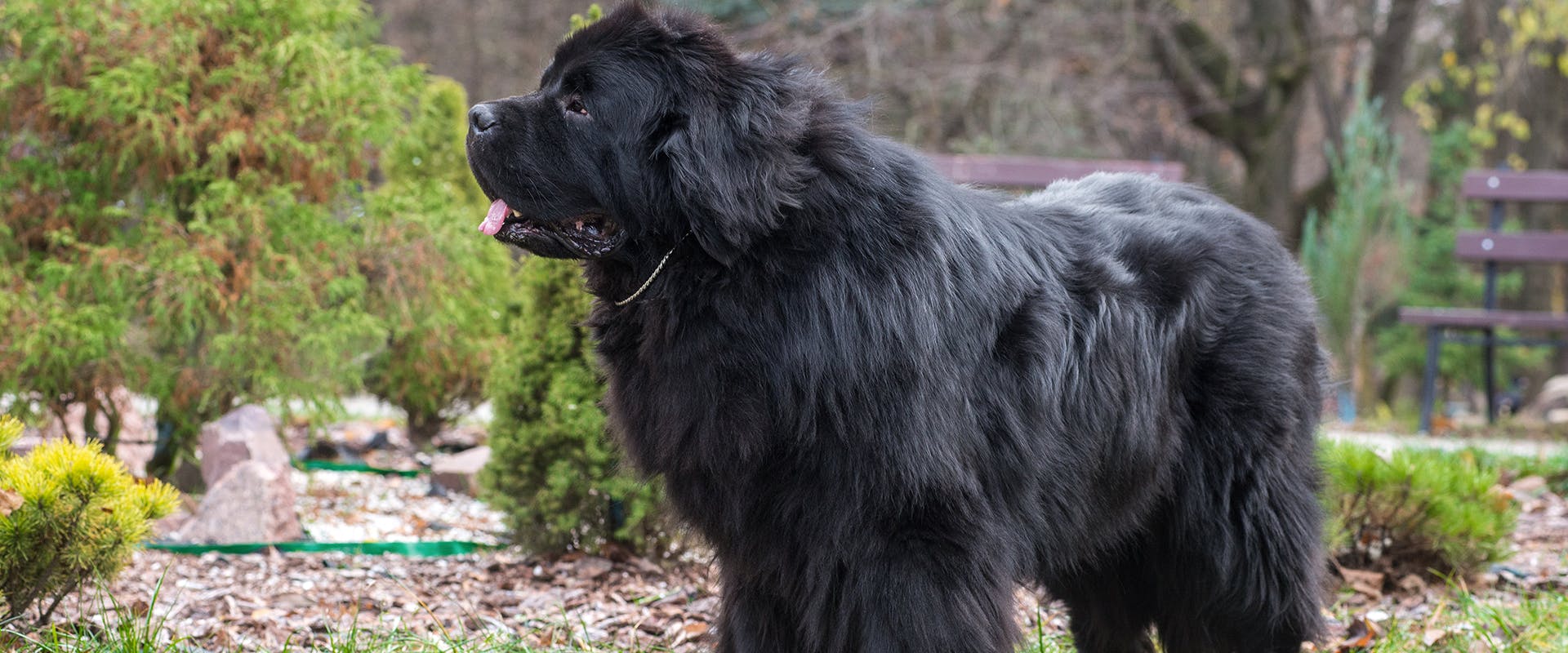 A fluffy Newfoundland dog standing outdoors, surrounded by trees and nature